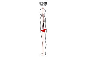 骨盤正常