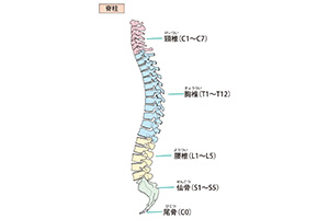 脊柱