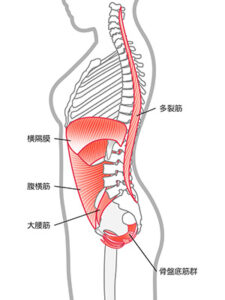 インナーマッスル