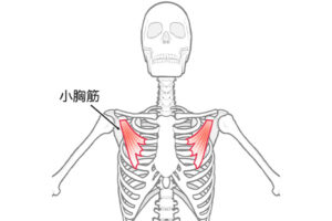 小胸筋
