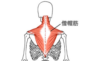 僧帽筋