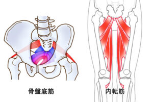 骨盤底筋 内転筋